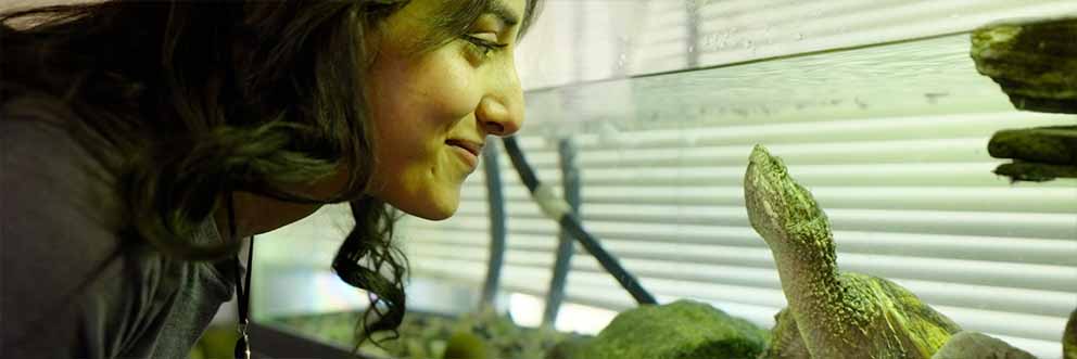 student looking at turtle in aquarium tank